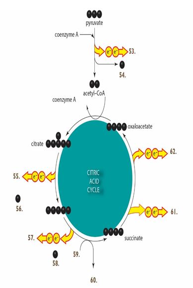 Labeling. Use these molecules to label the major inputs and/or outputs of the citric acid cycle on the figure below.Figure 7.8 -What molecule corresponds to the item labeled as 62 in the accompanying figure?
