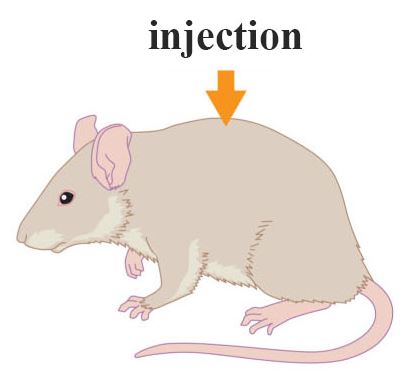  Answer the following questions about Griffith's experiments involving Streptococcus pneumoniae.   Figure 8.3  -If an injection to the mouse contains live R strain and heat-killed S strain Streptococcus pneumonia,____.  