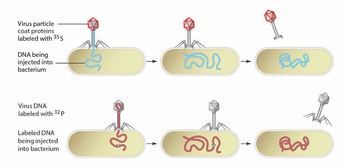 Figure 8.4 -What type of virus particle is illustrated in the figure?