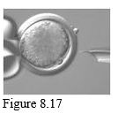      -The accompanying figure represents ____.  