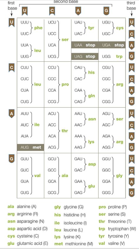<strong>The following questions refer to the codon table above. -The sequence of amino acids specified by this mRNA (AUGCGUCCA)is ___________________. </strong> A) serine \rightarrow histidine \rightarrow lysine B) methionine \rightarrow arginine \rightarrow proline C) methionine \rightarrow alanine \rightarrow serine D) valine \rightarrow arginine \rightarrow leucine E) valine \rightarrow proline \rightarrow methionine