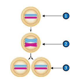 <strong>Figure 11.2 In the depiction of the cell cycle in the figure above,what does step 2 represent? </strong> A) A pair of homologous chromosomes in G1 B) Two chromosomes in anaphase C) A pair of duplicated homologous chromosomes after G1 D) The entire genome of the organism E) A chromosome in telophase