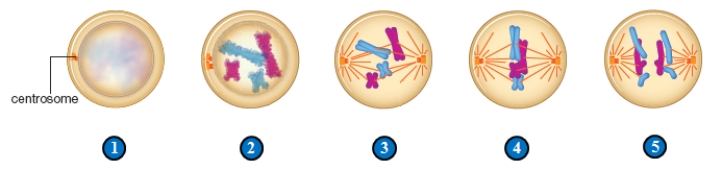 <strong>Figure 11.3 The cell in panel 3 in the figure is in ___. </strong> A) anaphase B) metaphase C) interphase D) prophase E) telophase