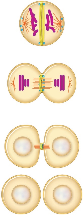 <strong>Figure 11.5 This illustration shows _________________. </strong> A) cytoplasmic division in a plant cell B) cytokinesis via a contractile ring mechanism C) how chromosomes are dragged to the poles D) chromosome condensation E) an animal cell in interphase