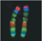 <strong> The figure above represents ___________________.</strong> A) individual genes from an asexual worm B) maternal chromosomes that are identical C) paternal chromosomes that are identical D) homologous chromosomes E) nonhomologous chromosomes