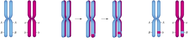 <strong>Figure 12.5 The accompanying figure illustrates ____. </strong> A) anaphase I B) metaphase I C) metaphase II D) crossing over E) migration
