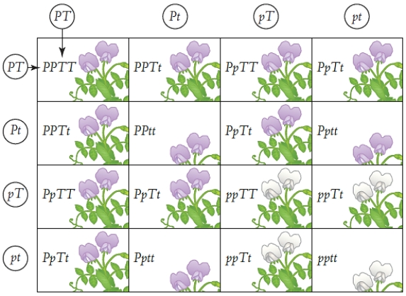 <strong>Figure 13.7 Which offspring in the illustration above are homozygous recessive for both traits? </strong> A) PPTT B) ppTT C) PpTt D) pptt E) PPtt