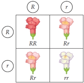 <strong>Figure 13.10 -The accompanying illustration shows the F<sub>2 </sub>phenotypes from a monohybrid cross in snapdragons.What type of inheritance produces such an outcome? </strong> A) Complete dominance B) Incomplete dominance C) Multiple alleles D) Continuous variation E) Epistasis