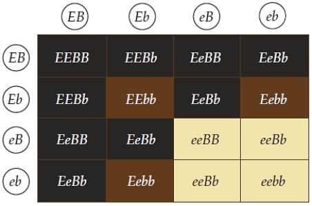 <strong>Figure 13.11 The F2 phenotypic ratio of 9:3:4,as shown above,is a result of a cross involving </strong> A) two genes expressing complete dominance. B) a gene expressing dominance and another gene expressing codominance. C) two genes expressing codominance. D) epistasis, in which one gene modifies the expression of the other gene. E) multiple alleles.