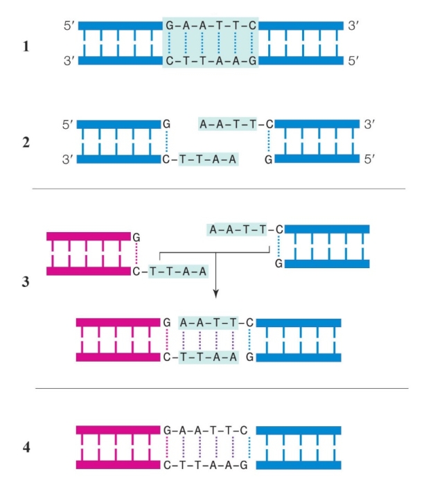 <strong> The following question refers to the figure above illustrating the initial steps in the formation of recombinant DNA. -What is used to cut the DNA in panels 1 and 2?</strong> A) Restriction enzymes B) Reverse transcriptase C) DNA polymerases D) RNA polymerases E) DNA ligases