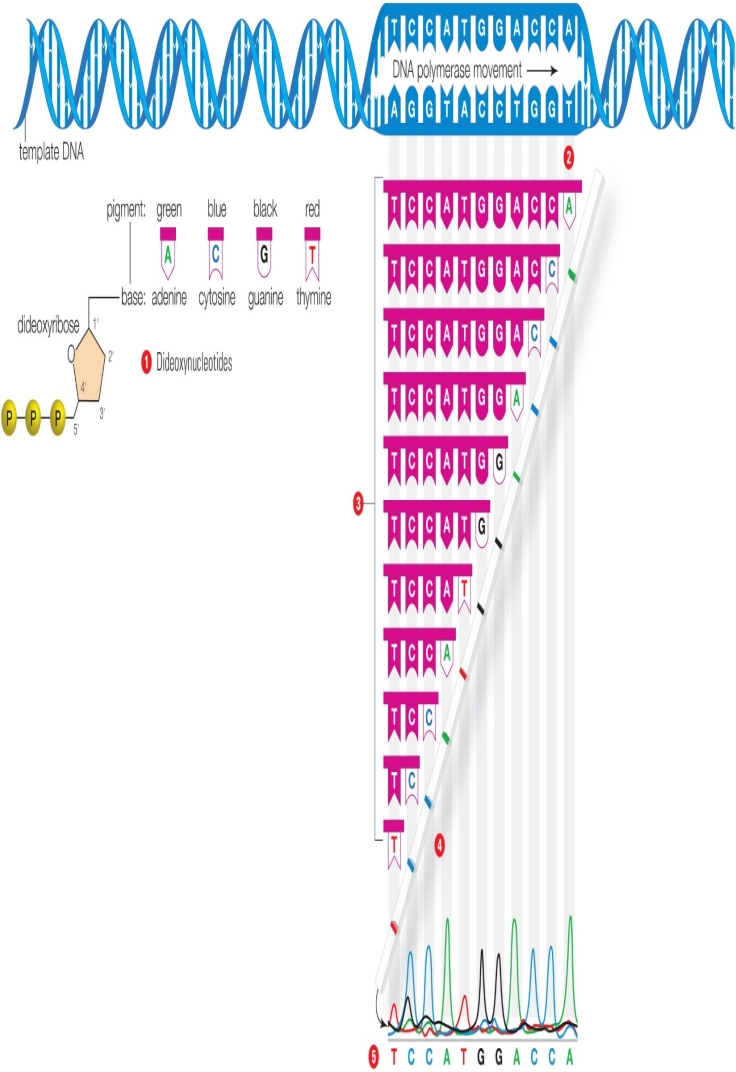 <strong>Figure 15.7 The accompanying figure illustrates ____. </strong> A) the production of recombinant DNA B) probing for transferred genes C) DNA fingerprinting D) DNA sequencing E) producing radioactive probes