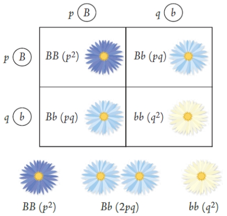 <strong>Figure 17.3 If the population of flowers illustrated in the accompanying Punnett square is in genetic equilibrium,the frequency of the homozygous dominant genotype in the new generation will be ____. </strong> A) p2 B) 2pq C) p2 + q2 D) q2 E) p2 + 2pq