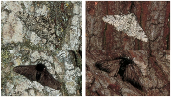 <strong>Figure 17.5 As the trees in England become less sooty due to pollution controls on factories,which of the moths in the accompanying figure will be selected against? </strong> A) The dark moth on the dark tree B) The light moth on the light tree C) All of the light moths equally D) The dark moth on the light tree E) All of the dark moths equally