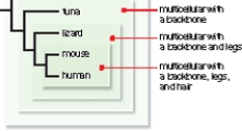 <strong>  In comparing a fairly conserved gene in humans,mice,lizards,and tuna,what can you say about their DNA sequences for the gene based on the cladogram provided?  </strong> A) The mouse and lizard would have more similar DNA sequences than the mouse and human. B) The human and lizard would have more similar DNA sequences than the human and mouse. C) The mouse and human would share more DNA sequences than the mouse and tuna. D) The tuna and lizard would share more DNA sequences than the human and lizard. E) The tuna and lizard would share less DNA sequences than the human and mouse. <div style=padding-top: 35px> 