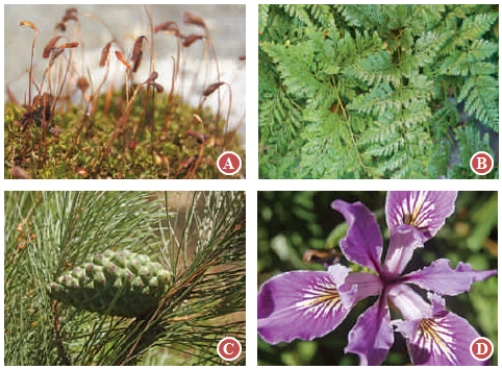 <strong> -Which of the photographs in the above figure is a gymnosperm? </strong> A) A B) B C) C D) D E) Both C and D