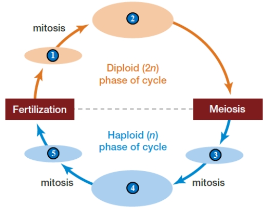 <strong> -In the accompanying figure,which of the following represents a multicellular,haploid reproductive stage? </strong> A) 1 B) 2 C) 3 D) 4 E) 5