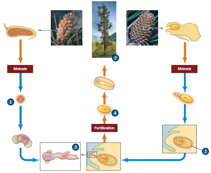 <strong> Figure 22.18 -In the accompanying illustration depicting the life cycle of a conifer (pine),which numbered item represents the sporophyte? </strong> A) 1 B) 2 C) 3 D) 4 E) 5
