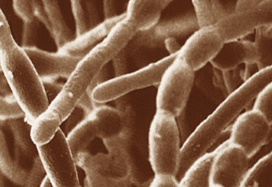 <strong>Figure 23.3 Refer to the accompanying figure.What fungal structure is comprised of a mass of threadlike strands of cells,attached one to the other? </strong> A) mycelium B) protistans C) mycorrhizae D) stolons E) rhizoids