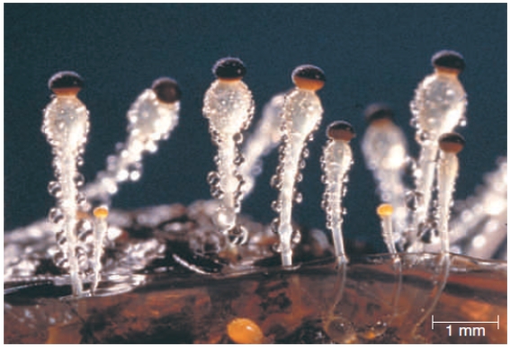 <strong>Figure 23.8 In the photograph of the zygote fungus Pilobolus,what are the dark hats atop of the structures? </strong> A) Hypha B) Gametangium C) Zygote D) Sporangium E) Nucleus