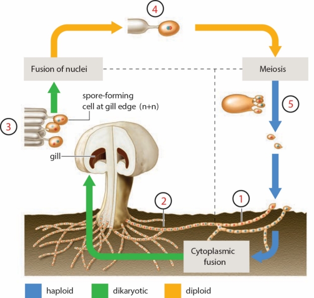 <strong>Figure 23.12 The structures labeled 5 in the figure are ____. </strong> A) zygospores B) haploid spores C) ascospores D) gametes E) zygotes