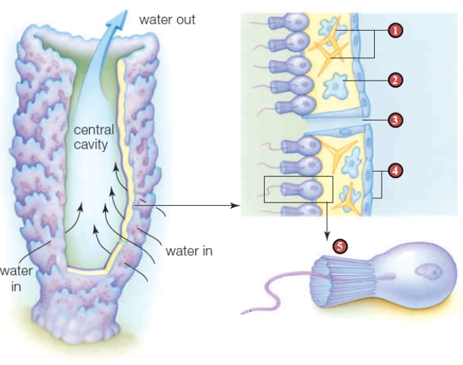 <strong> Figure24.6 -In the accompanying figure,a cell type that helps to pull water through the sponge and strains out food particles is identified by the number ____. </strong> A) 1 B) 2 C) 3 D) 4 E) 5