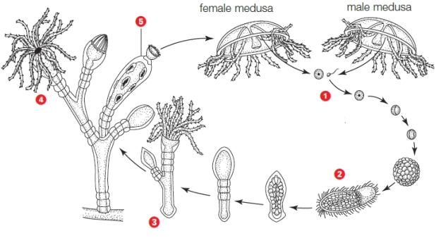 <strong>Figure 24.9 In the accompanying figure,an asexually reproducing individual is indicated by _____. </strong> A) 1 B) 2 C) 3 D) 4 E) 5