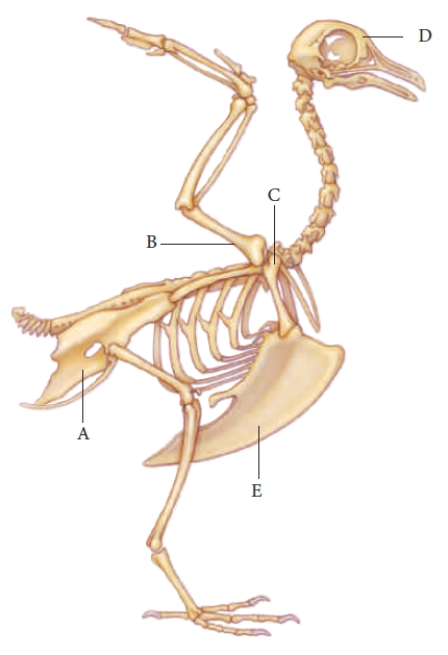 Figure 25.20 -The letter B in the accompanying figure represents the ____.