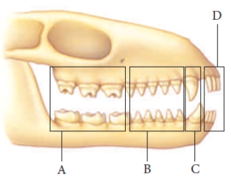 <strong> Figure 25.22B -The letter A in the accompanying figure represents which teeth? </strong> A) Incisors B) Molars C) Canines D) premolars E) Grinders