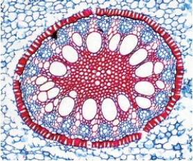 -The accompanying figure shows a cross-section through the vascular cylinder of a(n)____.