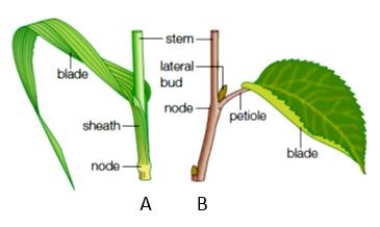 <strong> Figure A in the accompanying figure is a ____. </strong> A) cotyledon B) cladode C) corm D) eudicot E) monocot