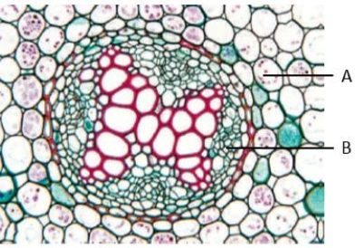<strong> Figure 27.5 -The letter B in the accompanying figure represents ____. </strong> A) pericycle B) endodermis C) xylem D) root cortex E) phloem