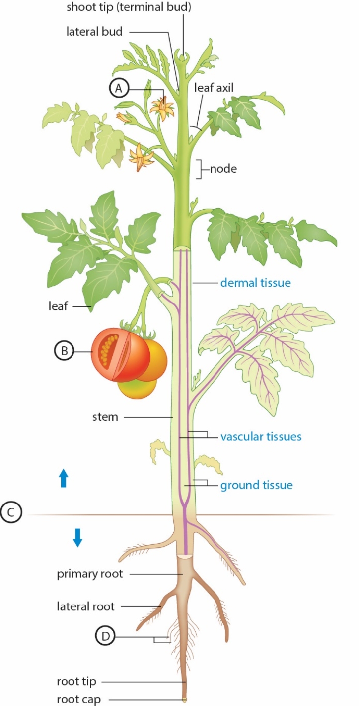 <strong>The following statements refer to the figure below showing the general body plan of a plant. -The plant parts ABOVE the line at C represent the __________. </strong> A) ground tissue only B) root system C) shoot system D) stalk E) light-independent parts
