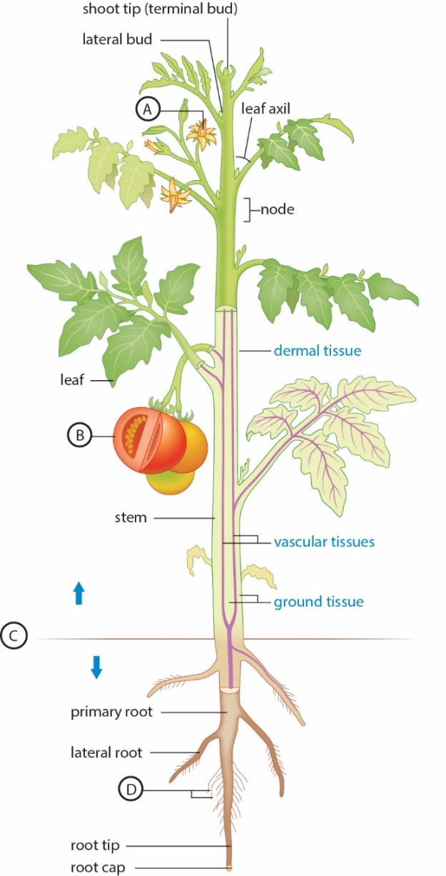 Labeling. The following statements refer to the figure below showing the general body plan of a plant. Figure 27.2 The absorption of water and minerals occurs at the structure labeled __________.