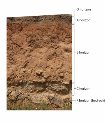 <strong> Figure 28.2 - Refers to the accompanying figure illustrating soil horizons.Which soil horizon has no organic matter or weathered rock? </strong> A) O Horizon B) A Horizon C) B Horizon D) C Horizon E) Bedrock
