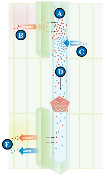 Figure 28.12 - Refers to the accompanying figure illustrating transport in phloem.Companion cell-assisted loading of organic compounds is indicated by letter ____.