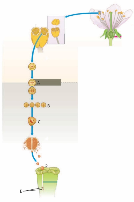 <strong> -Sperm cells are indicated by the letter ____. </strong> A) A B) B C) C D) D E) E