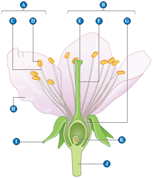 Which part of figure above related to : -Site of pollen production