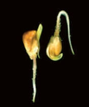 <strong>Figure 30.9A -The effect of directional growth shown in the accompanying figure is known to be caused by ____. </strong> A) thigmotropism B) gravitropism C) abscisic acid D) salicylic acid E) vernalization