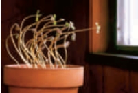 Figure 30.11 -The plant movement in the accompanying figure is caused by ____.