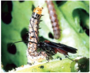 <strong>Figure 30.18C Which plant hormone listed below is responsible for the symbiotic relationship shown in the accompanying figure? </strong> A) auxin B) gibberellin C) cytokinin D) jasmonic acid E) abscisic acid