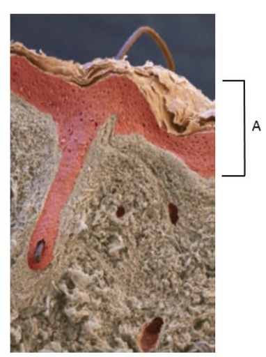 <strong>Figure 31.14 The bracket indicated by the letter A in the accompanying figure is ____. </strong> A) the epidermis B) a sweat gland C) the dermis D) the hypodermis E) a hair follicle