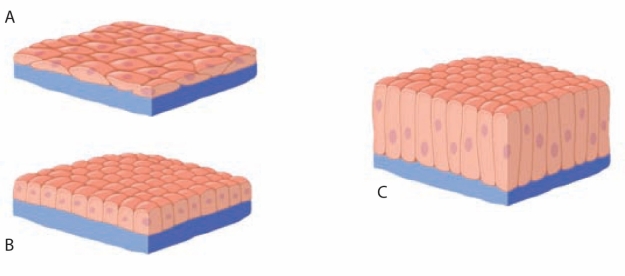 <strong> Figure 31.4 -Which tissue lines blood vessels and the air sacs of lungs? </strong> A) A B) B C) C