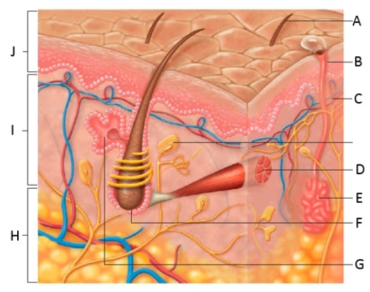 Figure 31.14 Which part of figure above related to : -epidermis