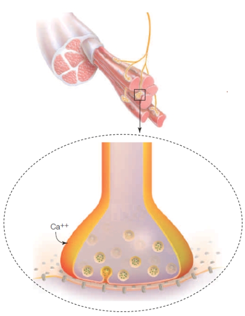 <strong>Portion of Figure 32.11 The accompanying figure best represents what happens at a(n)____. </strong> A) neuromuscular junction B) muscle fiber C) postsynaptic terminal D) neuronal membrane E) negative feedback loop
