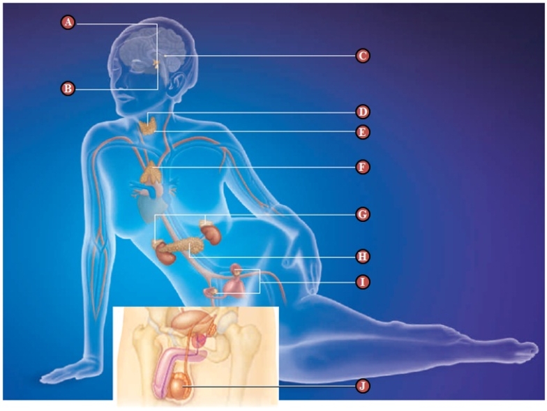 Figure 34.1 Which part of figure above related to : -pancreas