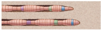 <strong>Figure 35.5 What type of skeleton is found in an earthworm,as illustrated in the accompanying figure? </strong> A) Cartilaginous B) Bone C) Hydrostatic D) Chitinous E) Exoskeleton