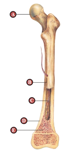 <strong> Figure 35.9A - Refers to the figure above of a human femur Spongy bone is indicated by the letter ____. </strong> A) A B) B C) C D) D E) E