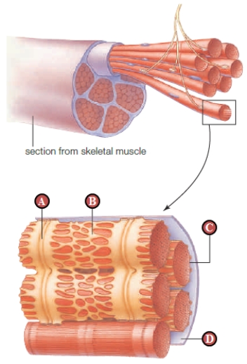 <strong>Figure 35.17 The structure indicated by the letter B above represents _____. </strong> A) actin B) a myofibril C) myosin D) the sarcoplasmic reticulum E) a muscle fiber