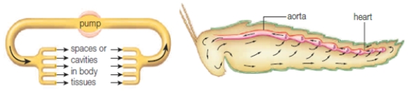 Figure 36.2A -Circulation in the above diagram functions primarily as a(n)____.