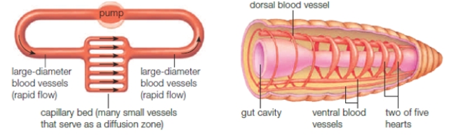 <strong>Figure 36.2B -Circulation in the accompanying diagram functions primarily as a(n)____. </strong> A) an open circulatory system B) system consisting of mostly of tissue spaces C) closed circulatory system D) interstitial fluid system E) three-directional system